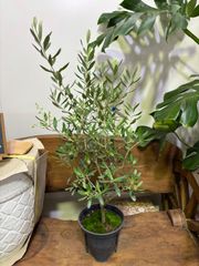 オリーブ・シプレッシーノ　6号　庭木　観葉植物　シンボルツリー　ガーデン　ガーデニング　インテリア　グリーン