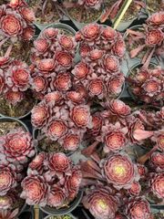 抜き苗 ヒバナグモ MY57×15株 ふっくら 多肉植物 エケベリア サボテン 韓国苗 新入荷