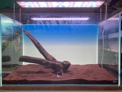 水槽用流木 アーチ型 85cm レイアウト素材 - メルカリ