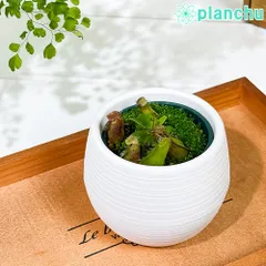 あびんこ　食虫植物　2点　送料無料　メルカリ便 あびんこ様専用 食虫植物 2点 送料無料 メルカリ便 - メルカリ