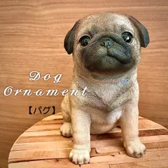 珍しい パグ（Pug）頭骨 高品質！ パグ（Pug）頭骨 - htii.edu.kz