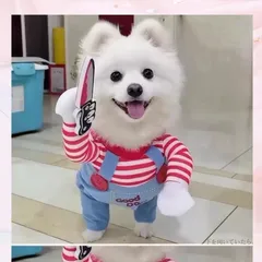 【SALE】犬服 コスプレ 2着まとめ売り Sサイズ対応 ハロウィン イベント