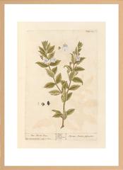 世界の名画 100年前 アートポスター ボタニカル 植物 果物 ハーブ ヴォイニッチ手稿 絵画 おしゃれ レトロ ポップ インテリア フレームなし （A3サイズ）（ポスターのみ）