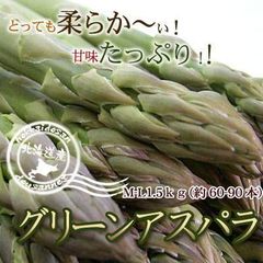 北海道グリーンアスパラM-L 1.5kg