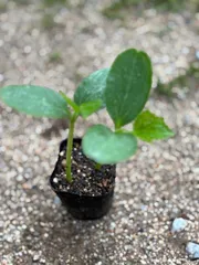 ㊱大きめ苗! 青鬼❣️そわそわ❣️もみじ飴❣️紅手鞠❣️6苗メルカリ便送料込 ㊱大きめ苗! 青鬼❣️そわそわ❣️もみじ飴❣️紅手鞠❣️6苗