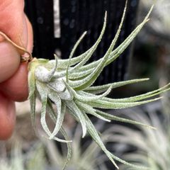 ザラザラトリコーム＊チランジア プルイノーサ × セレリアナ Tillandsia pruinosa × Tillandsia seleriana＊エアプランツ＠フラワーショップ江口