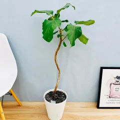 フィカスウンベラータ⭐️約125cm⭐️室内⭐️玄関•リビングに最適