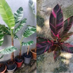 ハイクオリティ♡TC 出来る実も斑入 バナナ バリエガータ フロリダ