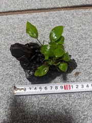 アヌビアスゴールデン流木付　２