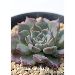 沙羅姫牡丹 エケベリア 2寸ポット 弁慶草科 多肉植物 苗