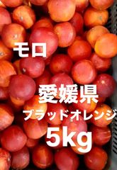 愛媛県産　モロ　ブラッドオレンジ　柑橘　5kg