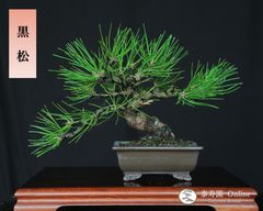 黒松盆栽 古木 小品盆栽 古い幹肌 (検索用 五葉松、真柏、盆栽鉢