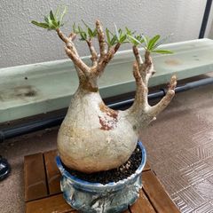 約20㎝大美株】グラキリス パキポディウム 発根済現地株 塊根