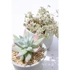 グリーニーホワイト ダドレヤ 2寸ポット 弁慶草科 多肉植物 苗 白い多肉