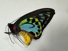 テングアゲハ！標本1 Yahoo!オークション - 外国産蝶標本 テングアゲハ A' 1Pair＋1