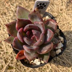 ブラッククイーン　抜き苗　多肉植物　モフ多肉　エケベリア