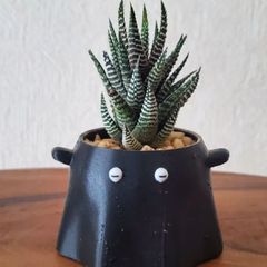 🐙メンダコ鉢🐙で育てる十二の巻　多肉植物　鉢ごと発送　ハオルチア