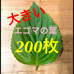 【ハウス栽培】韓国種　エゴマの葉　200枚セット