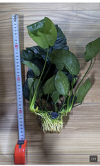 20㌢以上　Ｌサイズ　特大！アヌビアス　バルテリー　１POT　同等品
