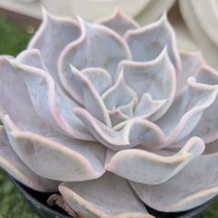 多肉植物エケベリア属リラシナ