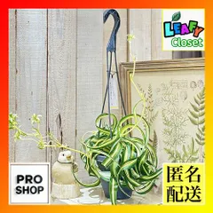 【月末20％オフセール】 オリヅルラン ボニー 大型株 2 月末セール中】 オリヅルラン ボニー 大型株 手渡し