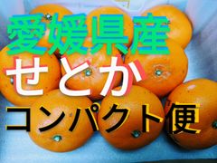 愛媛県産大トロせとか!　農家直送　家庭用コンパクト便　みかん柑橘