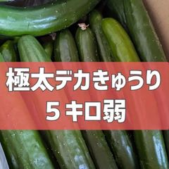 超特価！極太デカきゅうり！　野菜ソムリエサミット銀賞受賞　農家直送　減農薬　有機肥料　きゅうり　訳あり　規格外　5kg 産地直送