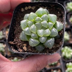 【超良型】マカイエンセ現地球 超良型】マカイエンセ現地球 - メルカリ