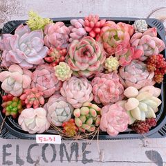 多肉植物 寄せ植えset♡5231