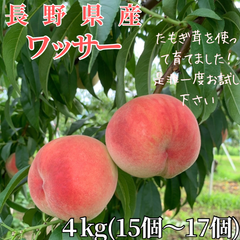 ワッサー 長野県産 新品種 たもぎ茸４kg 中サイズ