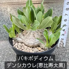 ♥コレクション品⬛６０年前ヴンテージ品⬛超レア・縁起の良い大黒天・恵比寿お面２組 2025年最新】恵比寿大黒 お面の人気アイテム - メルカリ