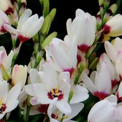 秋植え球根 イキシア （7球、植え時11〜12月）