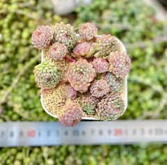 ビンセントカトー　超特大株群生　韓国苗　多肉植物