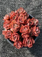 専用‼︎多肉植物^o^  大きめスヨンカット苗セット tanikutoha_set-020c