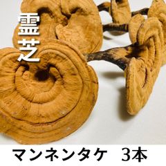 霊芝？サルノコシカケ？キノコの掛軸 C2xFSFhiTRLdPyqiEJH8RH.jpg@jpg