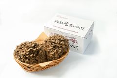 極上の舞茸 九頭竜まいたけ（2株）【福井県大野産】