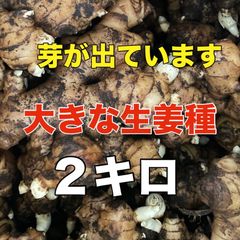 大きな生姜種‼️芽が出ています2キロ