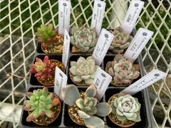 ほろ酔い美人 | RuPo 多肉植物専門店