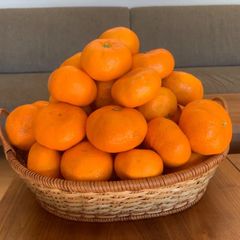 静岡奥浜名湖産青島みかん７kg（Ｂ品）