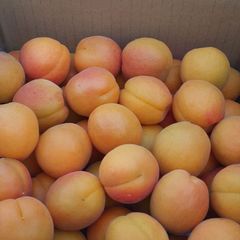 長野県千曲市産　あんず(ハーコット)　杏訳あり　2kg