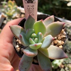 ラウリンゼ×コロラータアテマハック　抜き苗　多肉植物　モフ多肉　エケベリア　ファームパルク苗