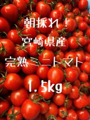 宮崎県産　完熟ミニトマト　1.5kg