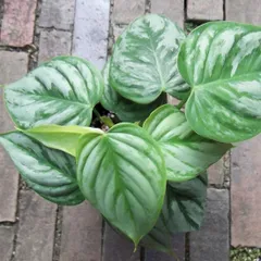 2025年最新】里芋の苗の人気アイテム - メルカリ