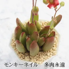モンキーネイル コチレドン Mサイズ5.5ｃｍポット Cotyledon monkey nail 多肉植物 多肉永遠