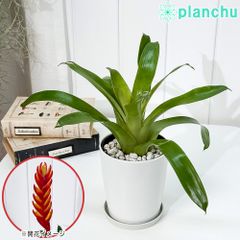 PLANCHU 観葉植物 フリーセア カリナータ 4号鉢 鉢受け皿付き 育て方説明書付き Vriesea carinata インコアナナス ブロメリア