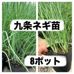 お買い得‼️苗の専門店から‼️九条ネギ苗8ポット‼️冬には太い九条ネギが収穫出来ます‼️のサムネイル