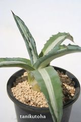 華厳 アガベ Lサイズ 9cmポット 多肉植物 根付苗 多肉永遠