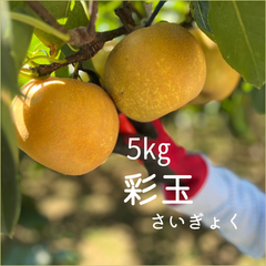彩玉　さいぎょく　梨　埼玉県オリジナル品種　5㎏箱　８月15日頃から発送