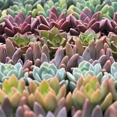 お手入れ簡単！可愛い多肉植物　人気人気品種入りカット苗抜き苗セット③15マス 多肉リースにも‼︎ エケベリア　グラプトベリア　セダム他