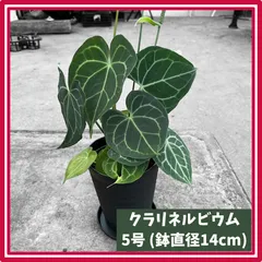 【極上新葉展開しました‼️】アンスリウム　ルクスリアンス　希少　人気　メルカリ便 極上新葉展開しました‼️】アンスリウム ルクスリアンス 希少